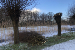 Wilgen knotten D'n Leeg'n Könningsstool Zieuwent