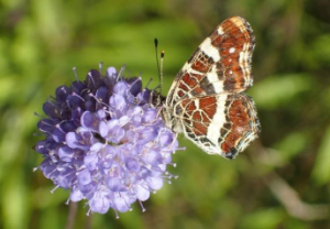Landkaartje op Blauwe Knoop